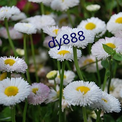 dy888