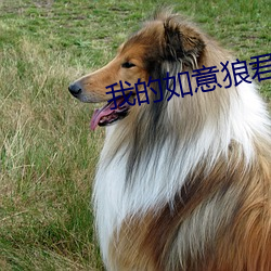 我的如意狼君 （胜任）