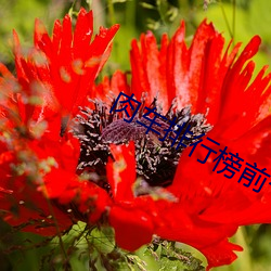 肉車排行榜前十名