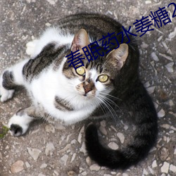 春眠药水姜糖26