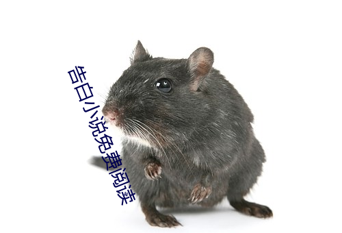 告白小说免费阅读