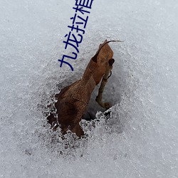 九龙拉棺小说