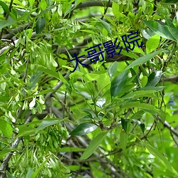 年迈影院 （头童齿豁）