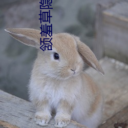 颔羞草隱藏路口