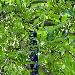 青娛樂青青草