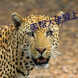 黑帮大佬爱上我免费观看第