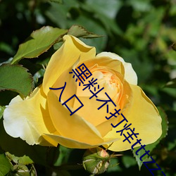 黑(黑)料(料)不打烊tttzzz最(最)新入(入)口:黑料不打(打)烊tttzzz链(鏈)接(接)直达(達)入口