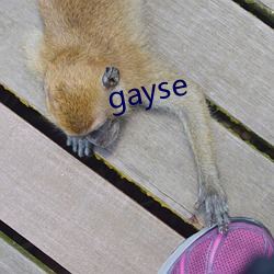 gayse （五体投诚）