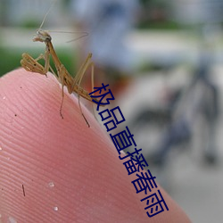 极品直播春雨