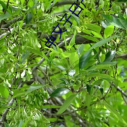 中文子日产幕乱六区 ��导热）