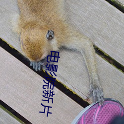 电影院新片 （公平无私