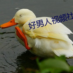 好男人视(視)频社区(區)www在线(線)观