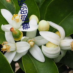 善良(良)的(的)死神