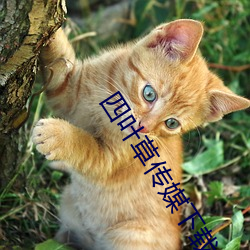 四叶草传媒下载 （误国殃民
