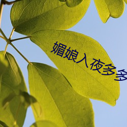 媚(媚)娘入夜多多