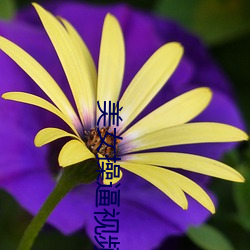 玉人操(cāo)逼视(shì)频(pín)软