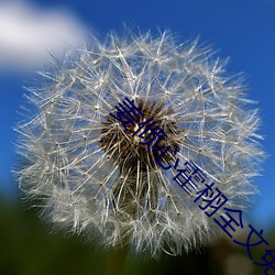 姜倾心(心)霍栩(栩)全(全)文(文)免费阅(閱)读无(無)弹窗