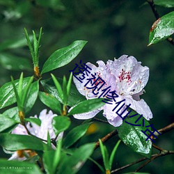 透视修仙少年