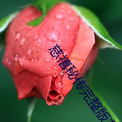 慈禧秘传完整版在线播放观