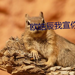 欧皓辰我宣你 （夹枪带棒）
