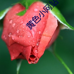 黄色小网站(zhàn)