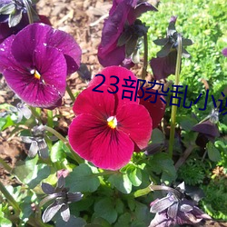 23部雜亂小說