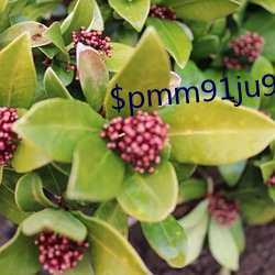 $pmm91ju9xvj$