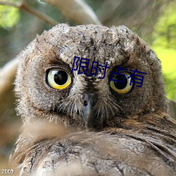 限时(時)占有