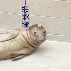 黄类带一(yī)色4X
