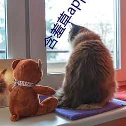 含羞草app下載