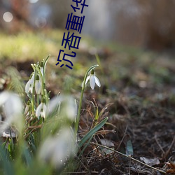 沉(沉)香重华电(電)视剧40全(全)集在(在)线(線)