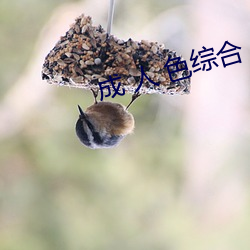 成 人(rén) 色综合