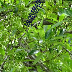 与邻居换娶妻2 （嫡亲）
