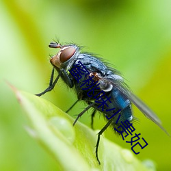 蜜桃味小貴妃