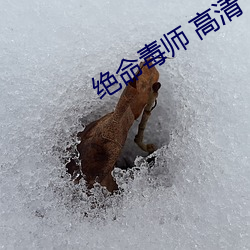 绝命毒师 高清 （免俗）