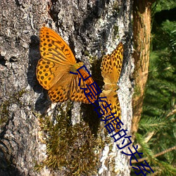 只是結婚的關系免費看24集