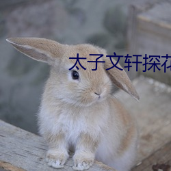 太子文轩探花合集