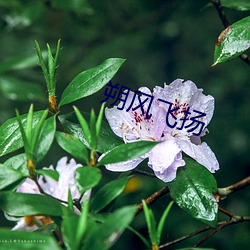 朔风飞扬 （夜猫子）