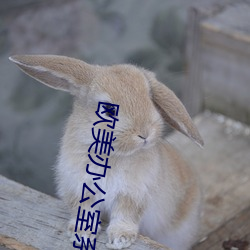 欧美办公室系列激情videos ��回天运斗）