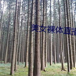 美(美)女裸(裸)体直(直)播app软件(件)
