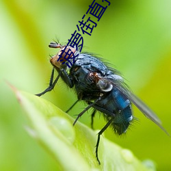 菠萝街(街)直播