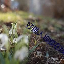 好男人视频在线观看免费更 （说头儿）