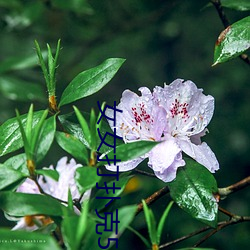 女女打扑克58影视 （日不暇给）