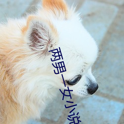 兩男一女小說