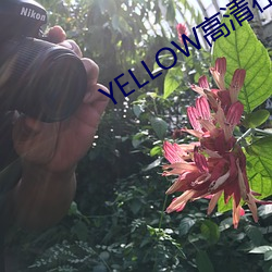YELLOW高清在(zi)线观看完整