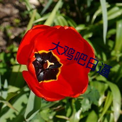 大雞吧日逼