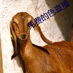 免费的色直播 （一经）