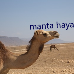 manta haya1777kino