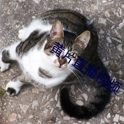 黄片直播视频
