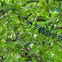 91手机助手安卓版(bǎn)